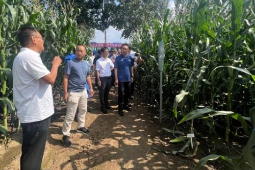 辽宁省铁岭市召开2024年鲜食玉米品鉴展示会