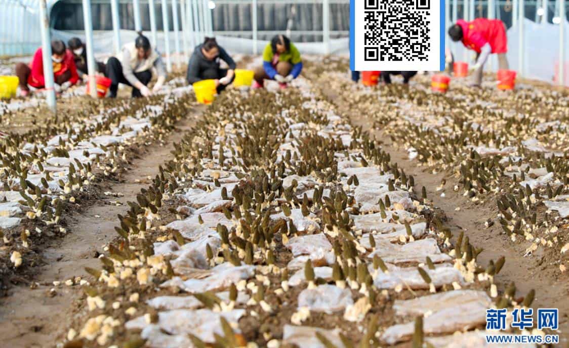 山东莱西：小小羊肚菌撑起农民致富伞
